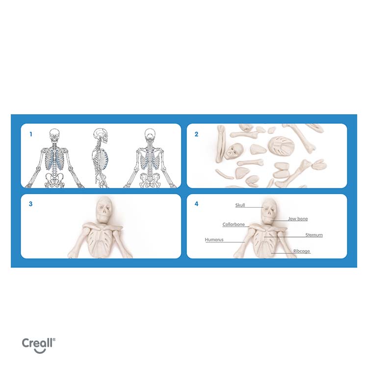 lesson-plan-human-skeleton-step-by-step-instructions