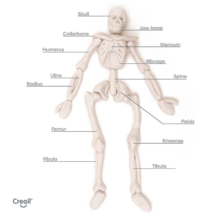 lesson-plan-human-skeleton