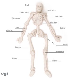 The human Skeleton